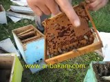 Ana arı üretimi, arıcılık videoları