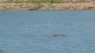 African Wildlife Hippo vs Hippo in Battle at Kruger National Park - Africa Travel Channel