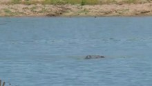 African Wildlife Hippo vs Hippo in Battle at Kruger National Park - Africa Travel Channel