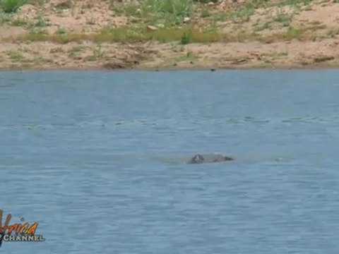 African Wildlife Hippo vs Hippo in Battle at Kruger National Park - Africa Travel Channel