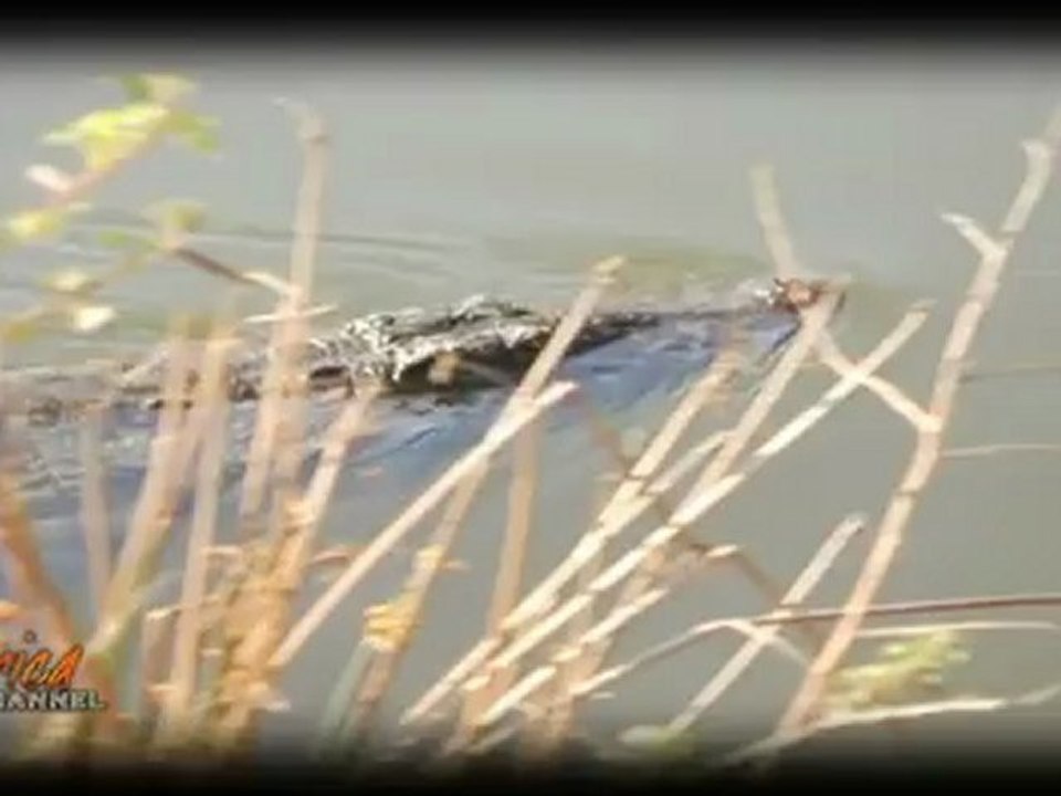African Wildlife Crocodile Snatches Implala