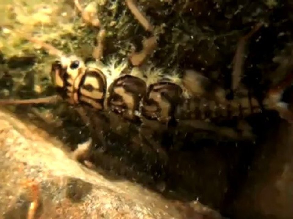 Perles et non-perles  カワゲラの幼虫は生きて