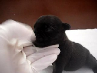 Chiot mâle n1 Elevage Hold up (né le 14/04/2012)