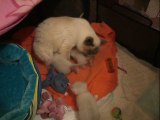 vidéo de chatons Sacré de Birmanie de 20 jours