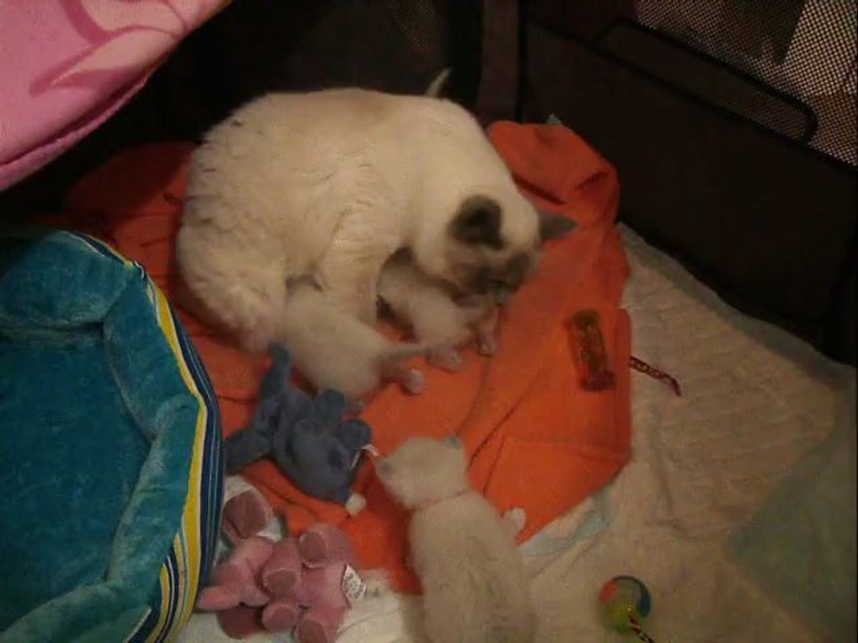 vidéo de chatons Sacré de Birmanie de 20 jours
