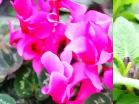 Canon 550D Full HD Test [nikon canon sony ](1080p_H.264-AAC)