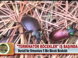 TERMİNATÖR BÖCEKLER İŞ BAŞINDA 25.4.2012