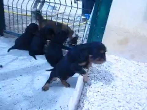 Bébés Cavalier king charles disponible mi-mai 2012 ! LOF