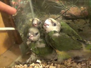 Papegaai Quiz Wie Weet het Antwoord