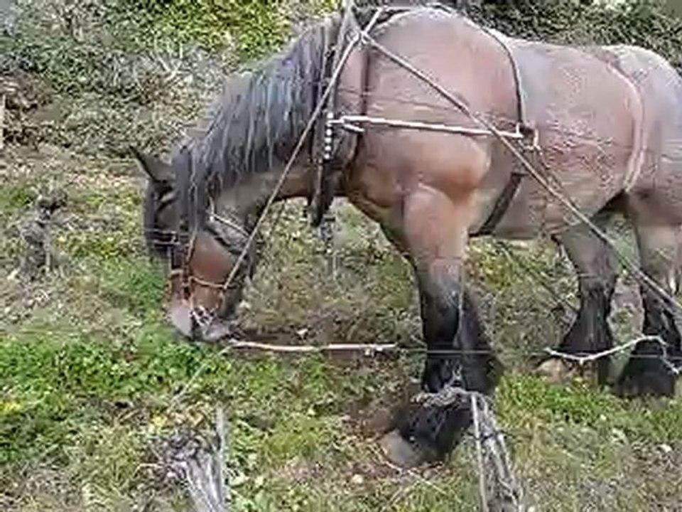 Travail du sol au Clos du Mormont