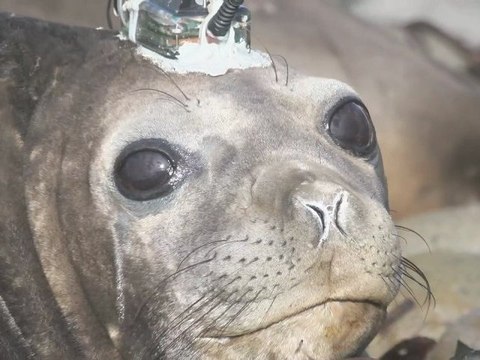 Eléphants de mer : espions des océans