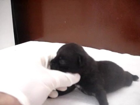 Chiot femelle n1 Elevage Hold up (né le 14/04/2012)