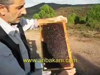 ARICILIK   "SON BAHAR  BAKIMI "Soner  GENEL