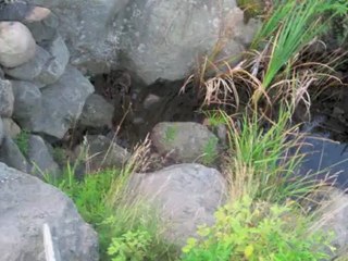 Shower the People by James Taylor (cover)