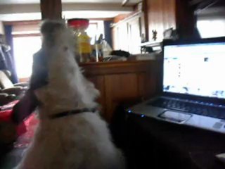 Lola qui fait le loup :D