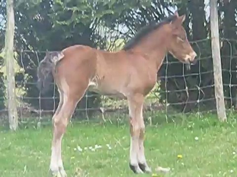 Carwynnie Star Troidés : 1ère sortie