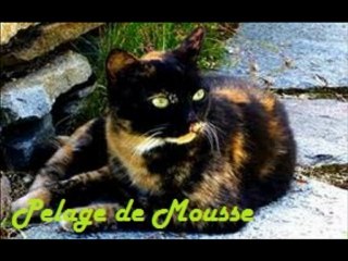 la guerre des clans mon film