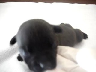 Chiot femelle n3 Elevage Hold up (né le 14/04/2012)