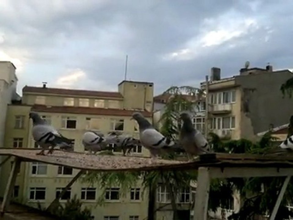 TGF İSTANBUL 603 PUAN ALAN DUMANLI,YAVRU.FERDİ BAYRAK,SEFER KUŞU.TRABZONLU,05354829474