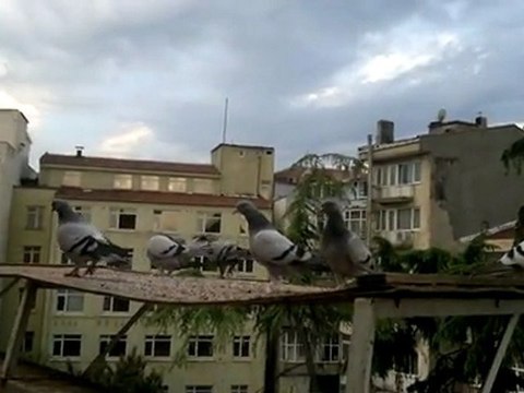 TGF İSTANBUL 603 PUAN ALAN DUMANLI,YAVRU.FERDİ BAYRAK,SEFER KUŞU.TRABZONLU,05354829474