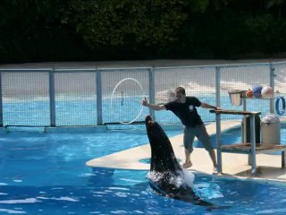 Zoo de Beauval phoque et otarie