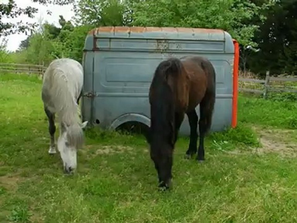 les deux copains .