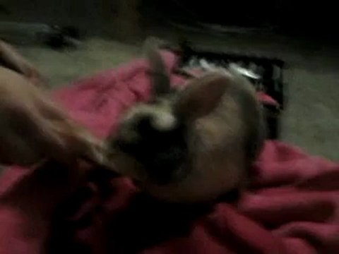 Capuche qui saute un saut d'obstacle