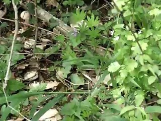 Mousserons de la Saint-Georges  du 27 avril 2012