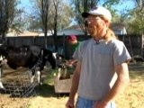 Truant Cow Hoofs it to McDonald's Drive Through