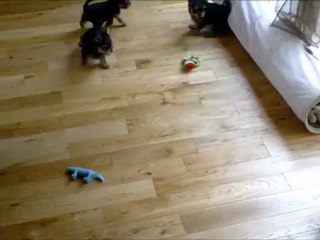 Bébés Noémilie's Emma Bella 2012