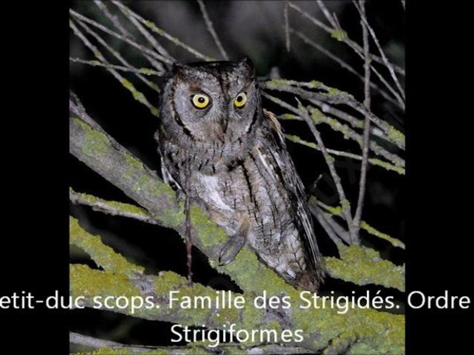 chant du hibou petit-duc