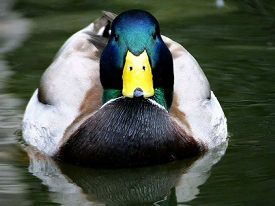 Faruk Demir - Gülşen Kutlu -Yeşil Ördek
