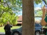 Tranquilized Black Bear Falls Out of a Tree on Colorado University Campus