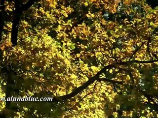 HD Stock Video - Autumn Gold clip 04 - HD Stock Footage