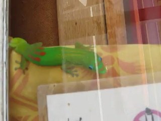 Gecko, Big Island, HI