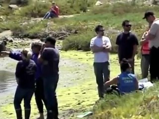 Dolphin Trapped in California Wetlands