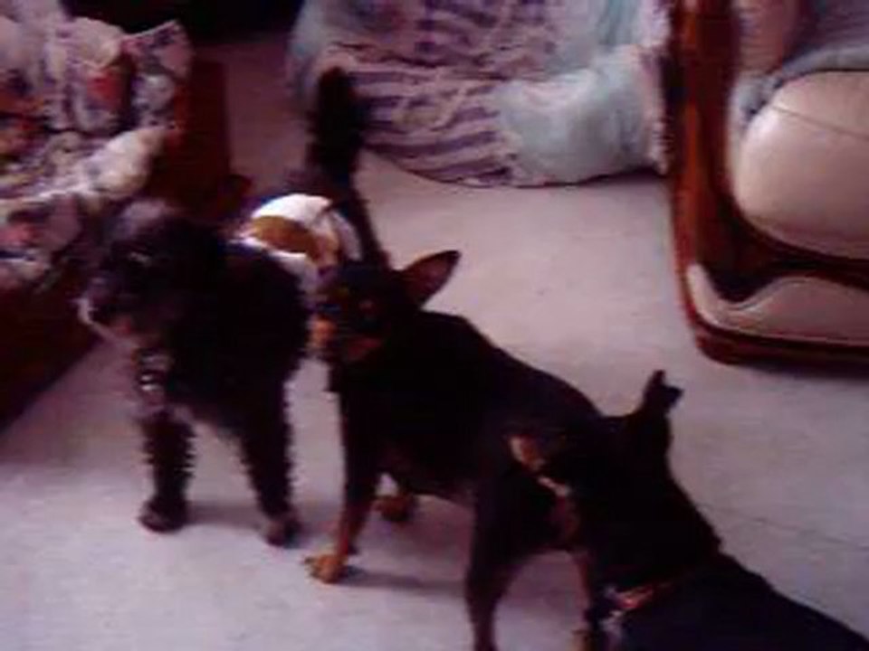 Vendredi 20 avril 2012 nounours Patricia mickey et fripouille