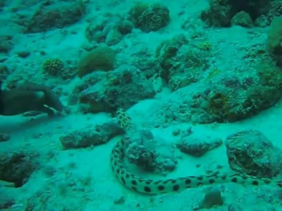 murène flocon de neige