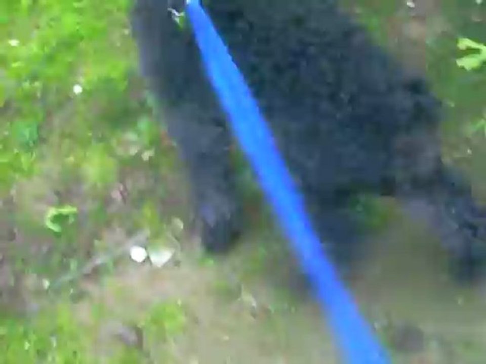 VIDEO 26 04 2012 004 ZEBULON et les oiseaux