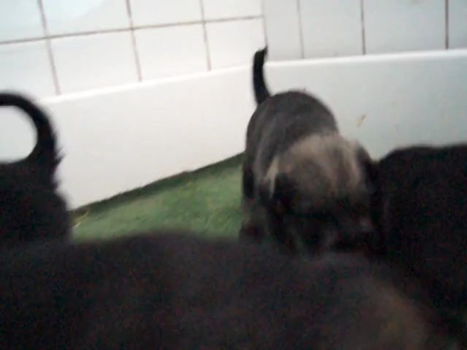 MAQ00322 chiots Elena et Eugene