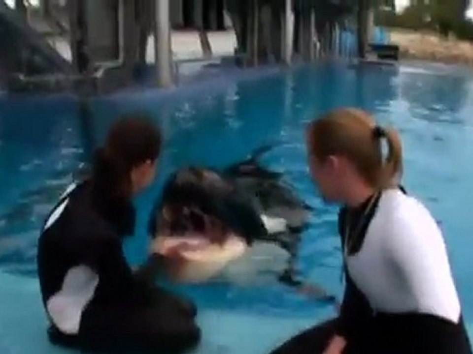 Balinaların sov için eğitimi