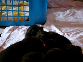 chiots Funny élevage de VALOYAN TERRE NEUVE MARRON BRONZE 28/04/2012