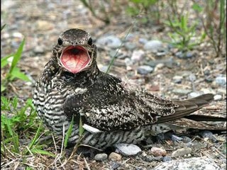 sciences cycle 3 adaptation au milieu con-ev-ad-s4