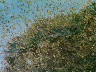 sciences cycle 3 adaptation au milieu con-ev-ad-s5