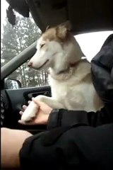 Ce chien husky donne la patte en voiture