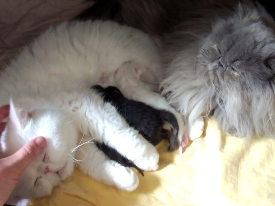 Bébés de Fedora des Trois Elfes et de Fukuko Du Pairi Daeza