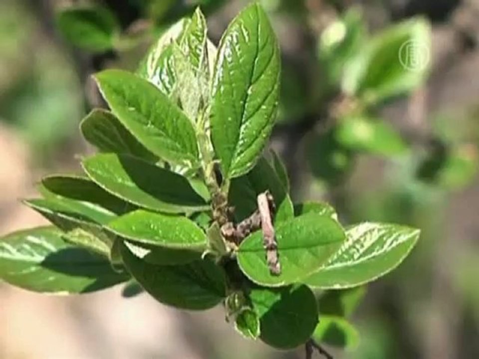 МЧС: московские «зеленые облака» неопасны