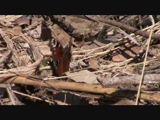 Eleanor (with reverance to Bach).