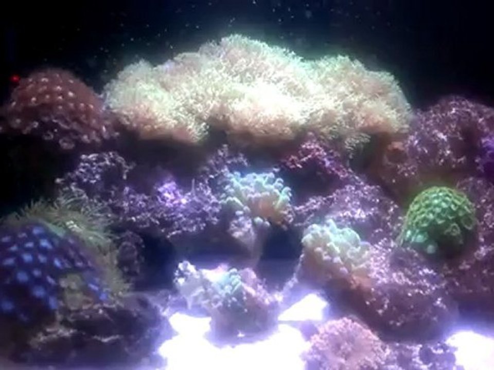 Black percula çiftim