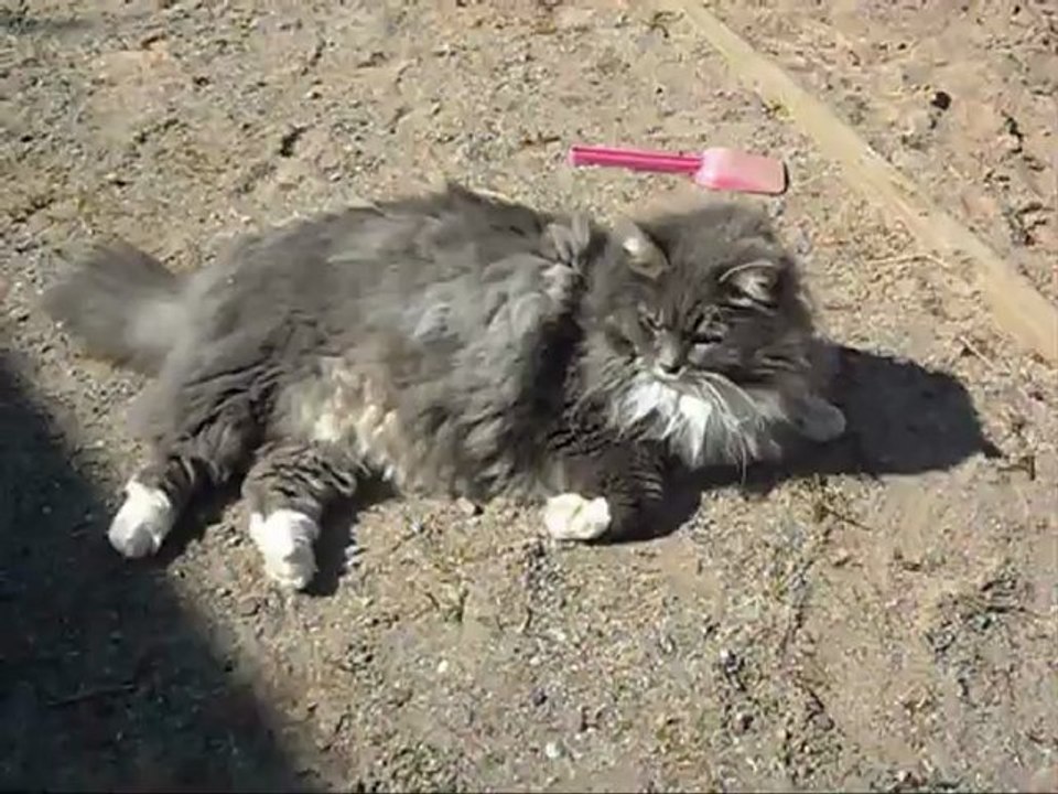 Film på Revis 28 April - 12. Med musik.